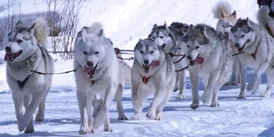 Dog Sledding