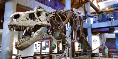 Science Museum